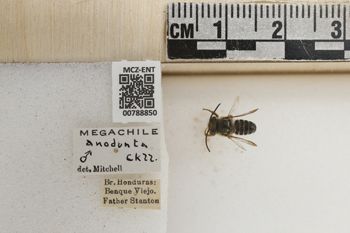 Media type: image;   Entomology 788850 Aspect: Labels